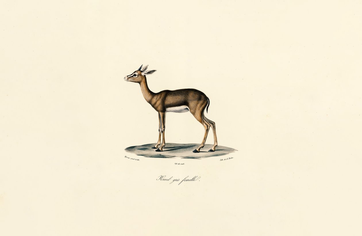 Gray Reedbuck (naaras) tekijältä Jacques Christophe Werner