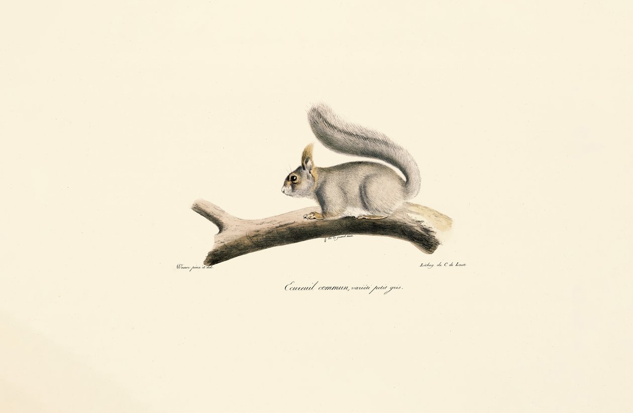 Harmaa orava (Euroopan oravamuunnos) tekijältä Jacques Christophe Werner