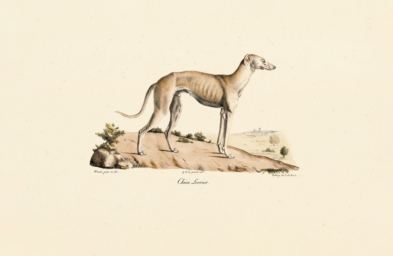 Greyhound tekijältä Jacques Christophe Werner