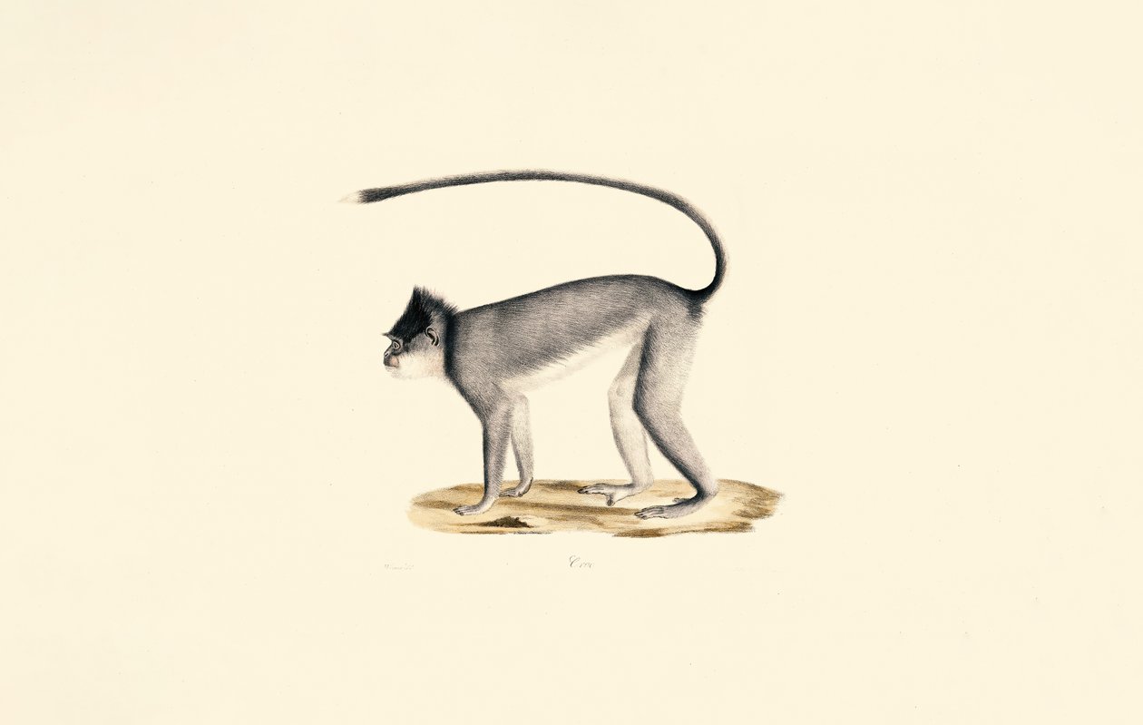  tekijältä Jacques Christophe Werner
