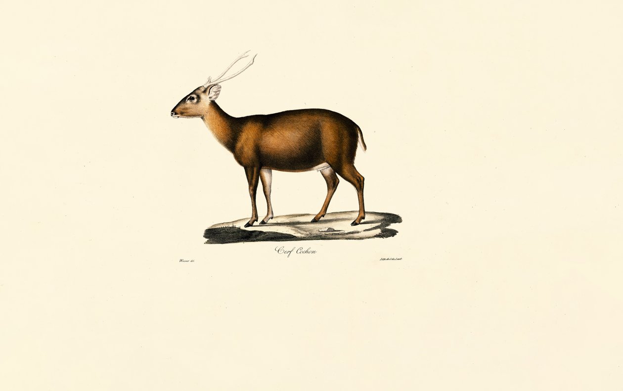 Intialainen muntjakki (Cerf Cochon) tekijältä Jacques Christophe Werner