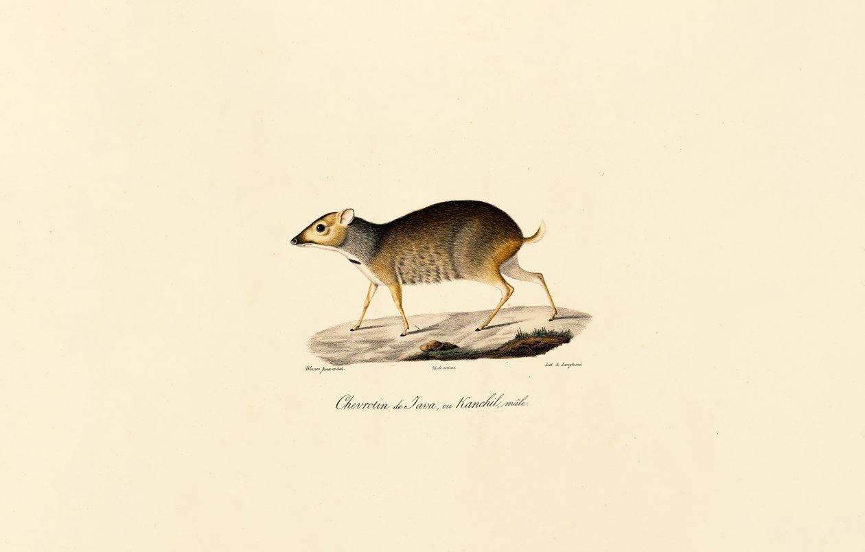 Javan-hiirihirvi (uros) tekijältä Jacques Christophe Werner