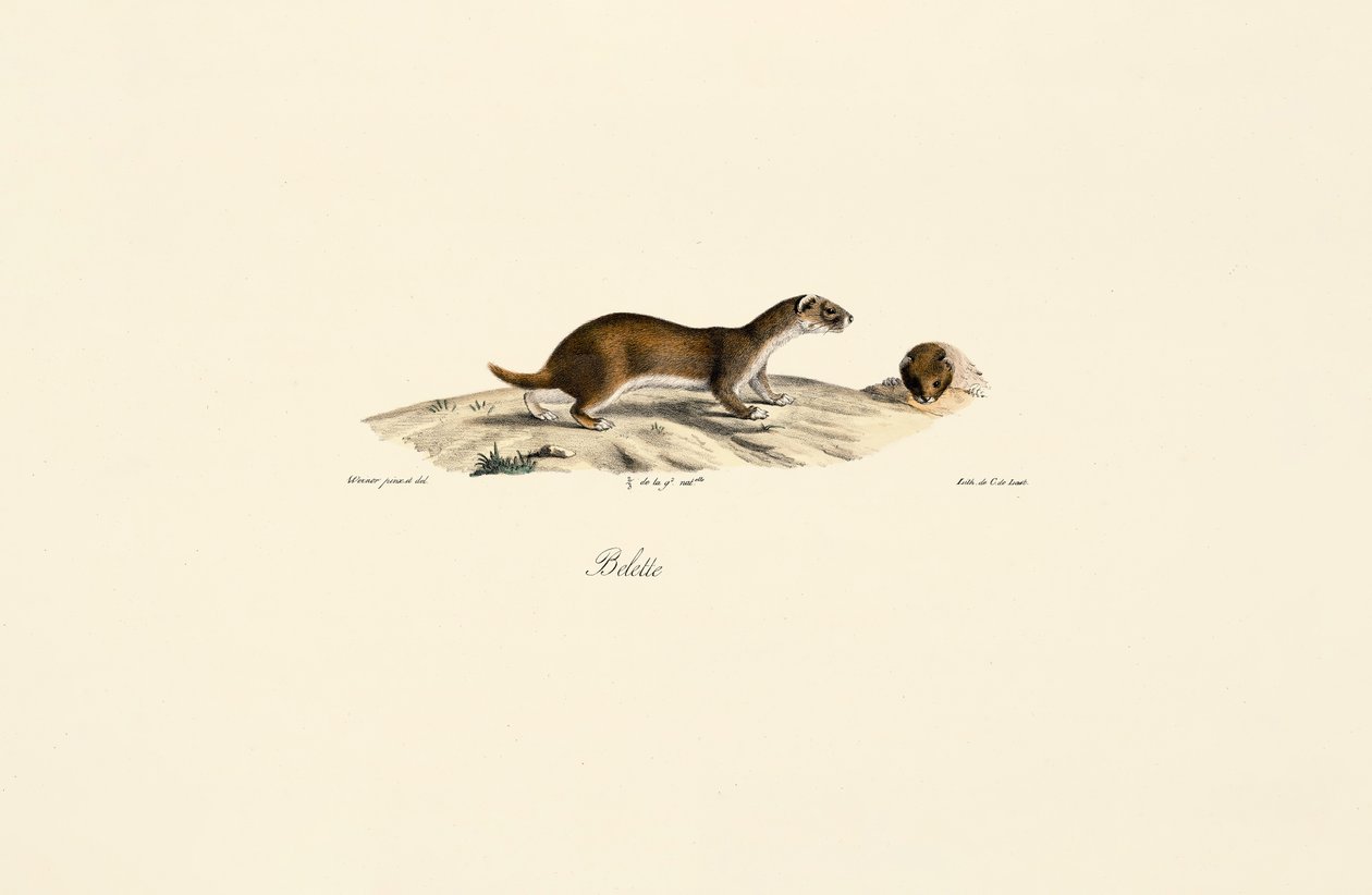 Least Weasel tekijältä Jacques Christophe Werner