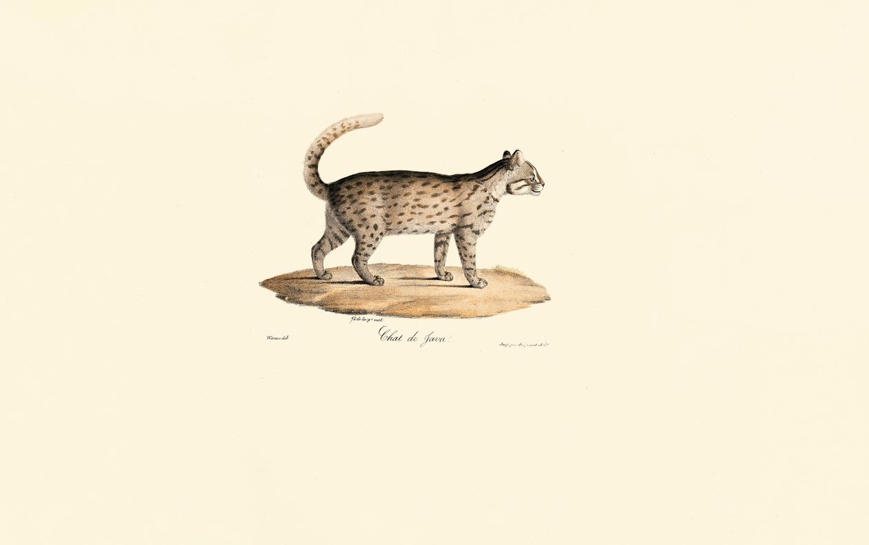 Leopardikissa (Prionailurus bengalensis) tekijältä Jacques Christophe Werner