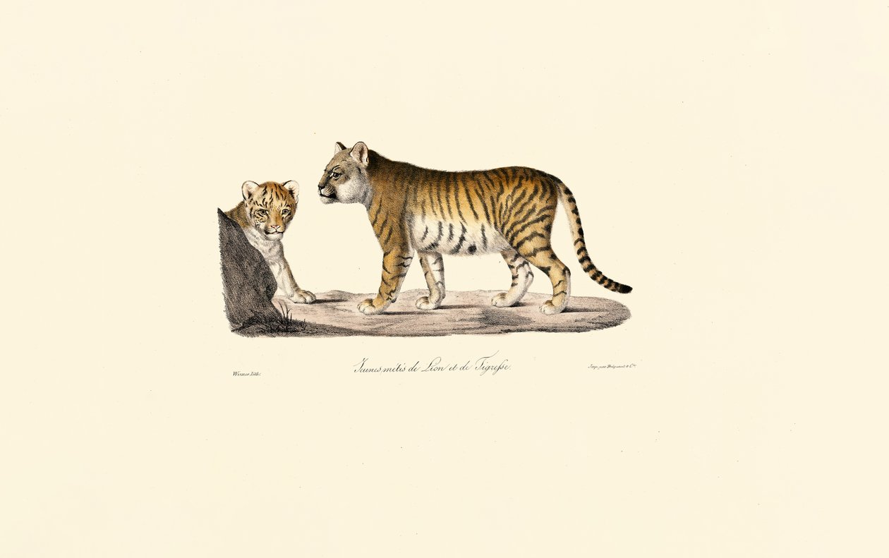 Leijona-tiikeri hybridi tekijältä Jacques Christophe Werner