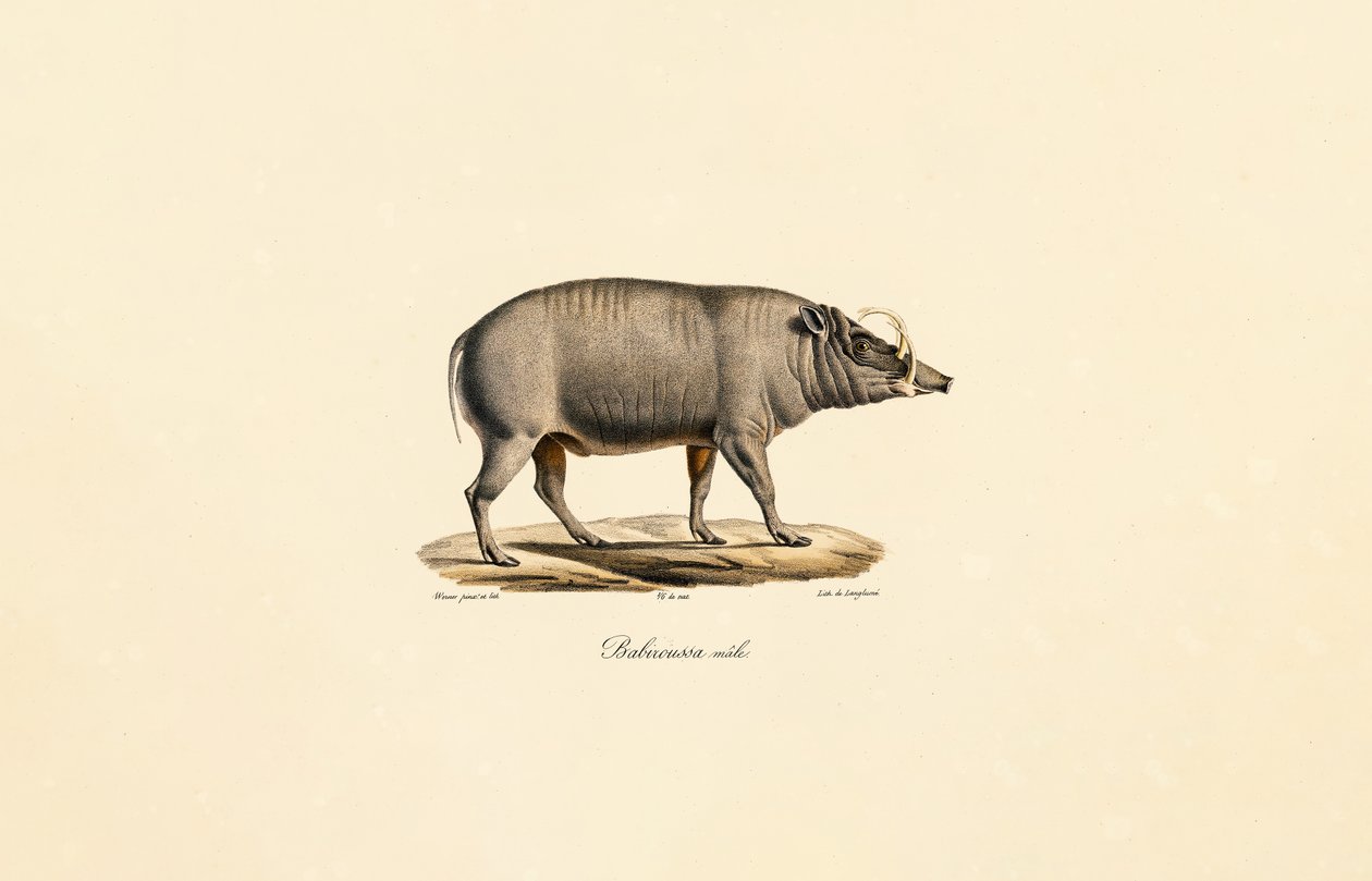 Mies Babirusa tekijältä Jacques Christophe Werner