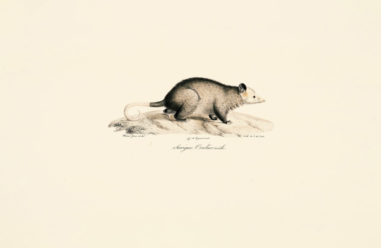  tekijältä Jacques Christophe Werner