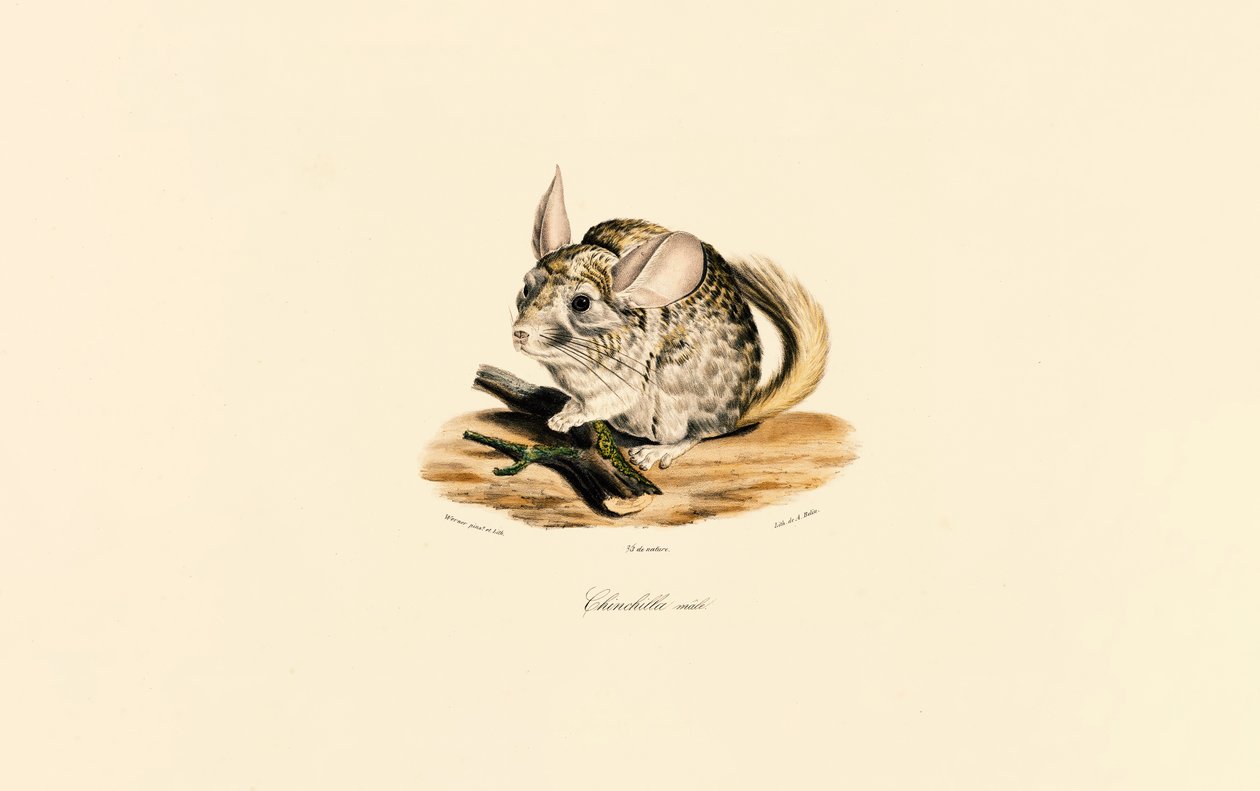  tekijältä Jacques Christophe Werner