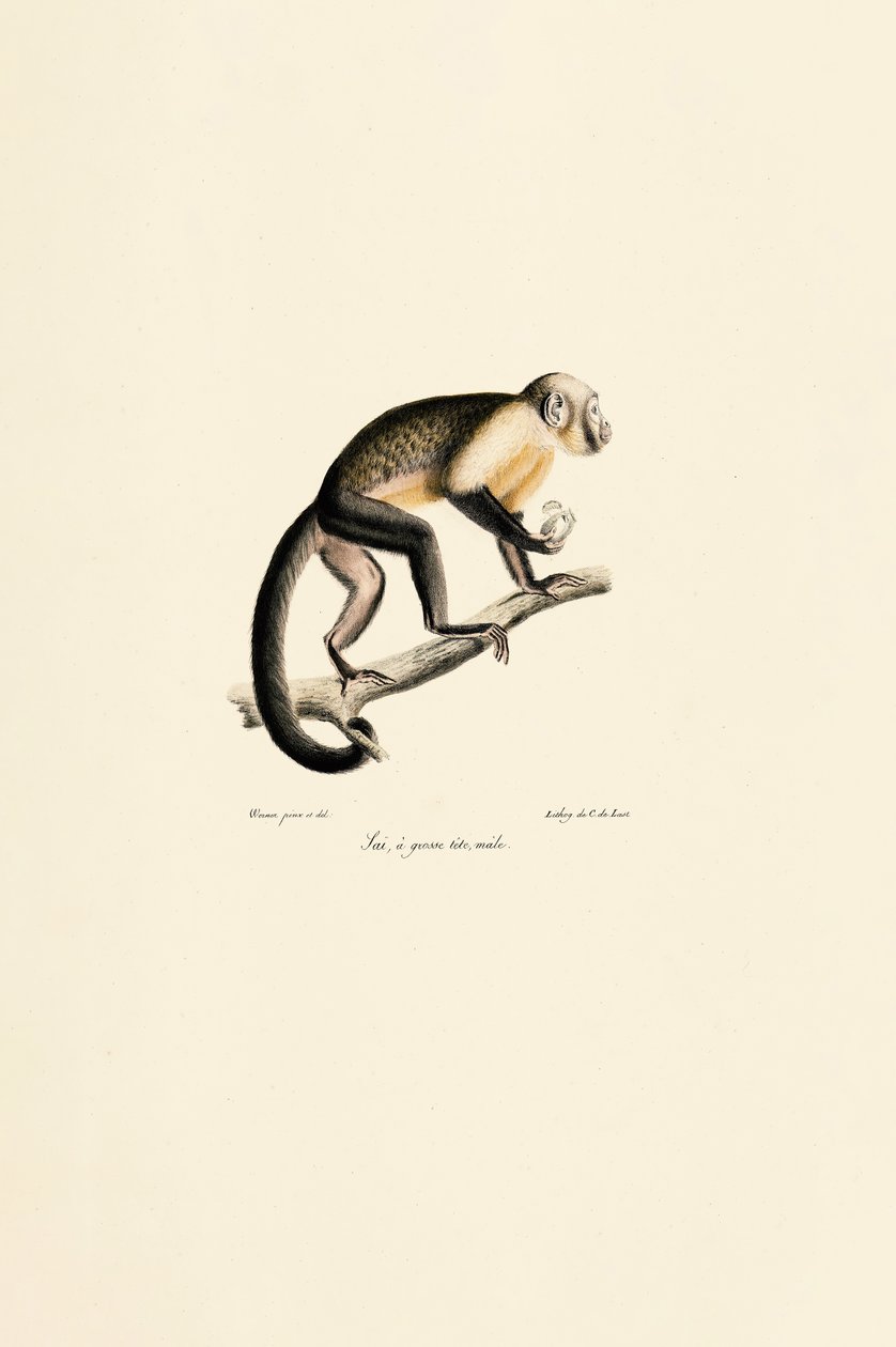 Uros orava-apina tekijältä Jacques Christophe Werner