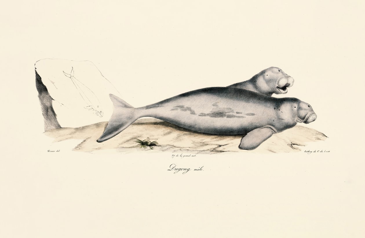 Uros Dugong tekijältä Jacques Christophe Werner
