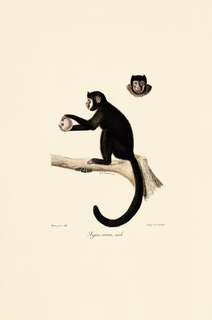  tekijältä Jacques Christophe Werner