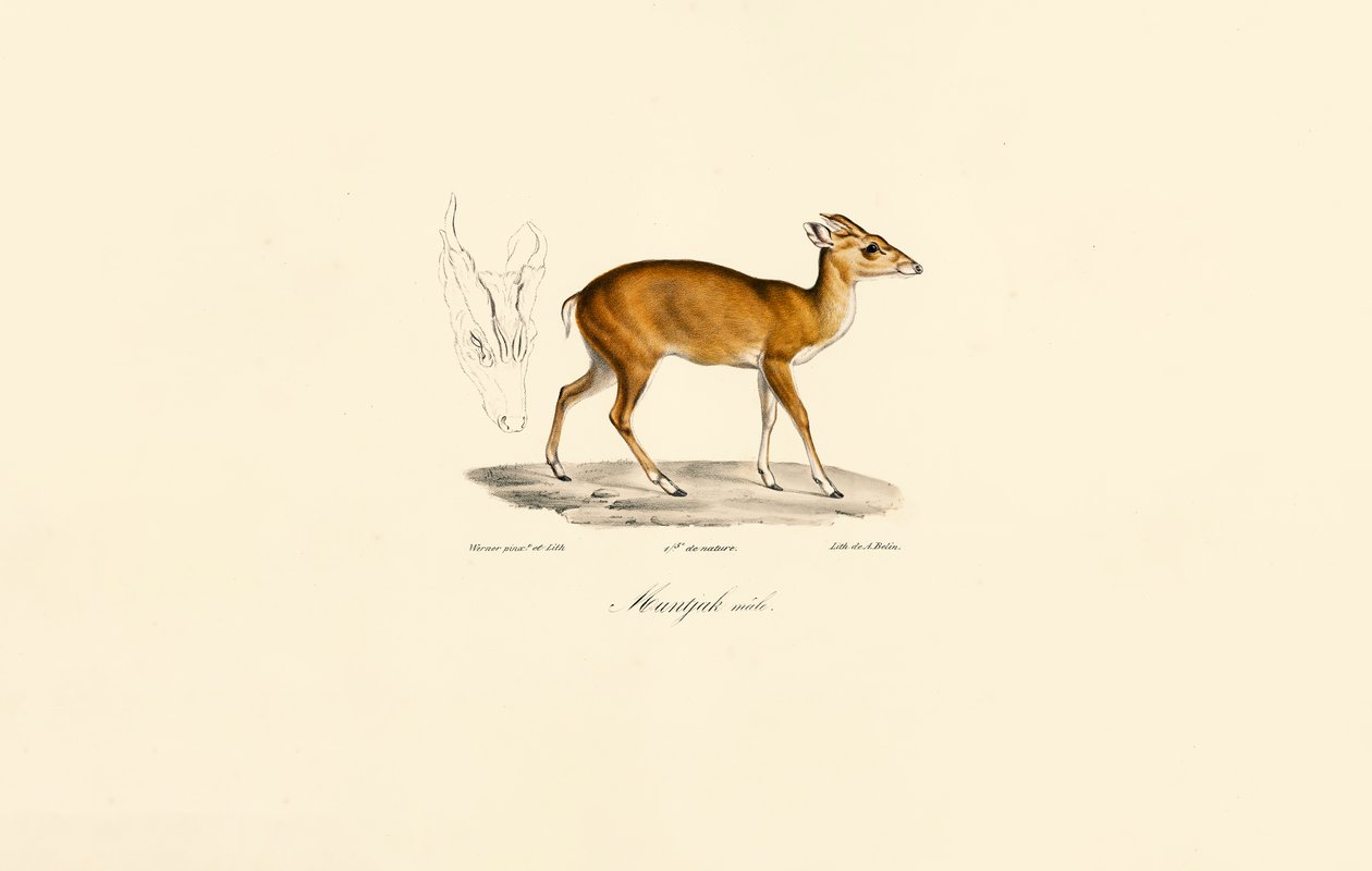 Uros Muntjac tekijältä Jacques Christophe Werner