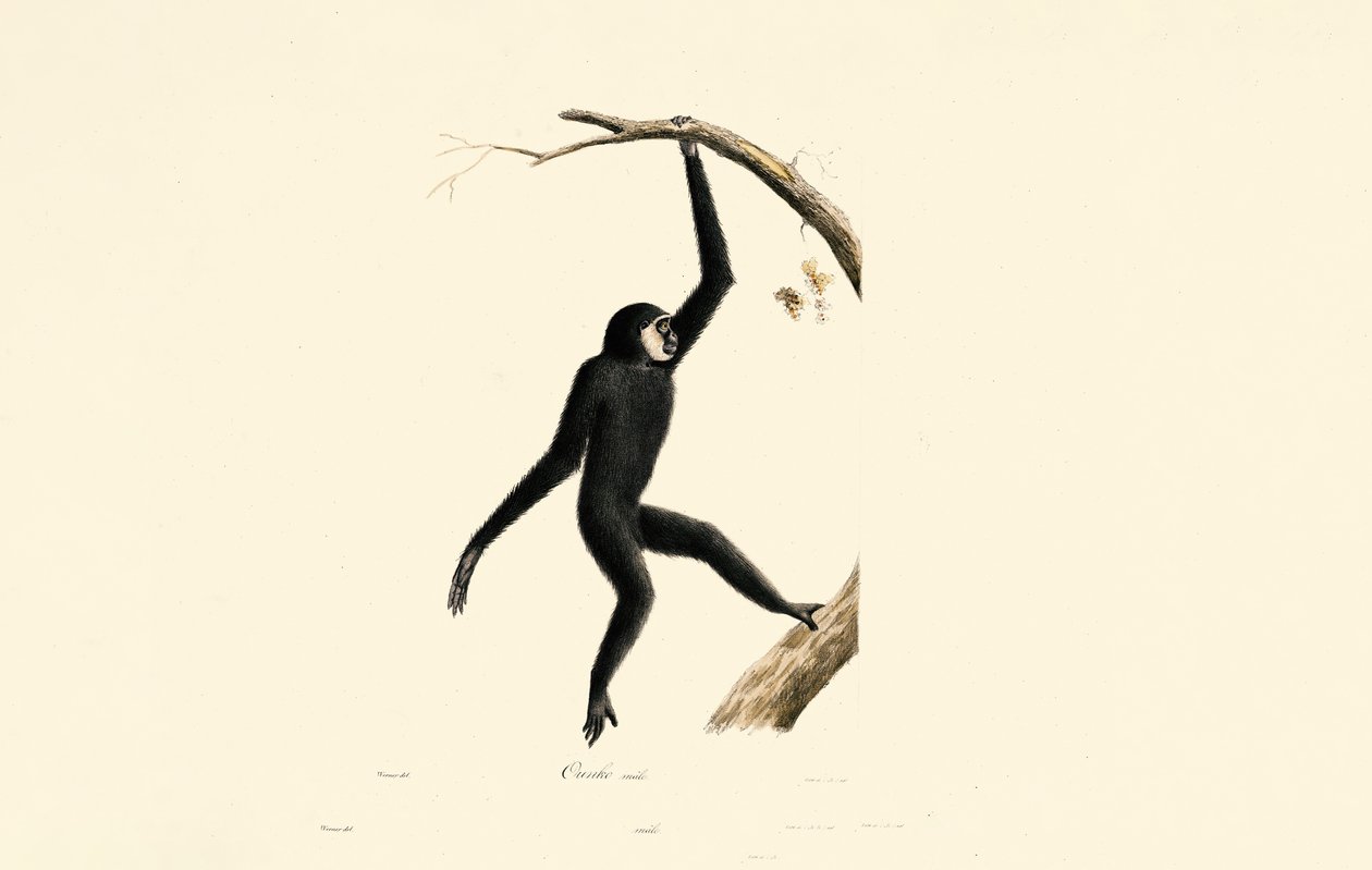 Mies Siamang tekijältä Jacques Christophe Werner