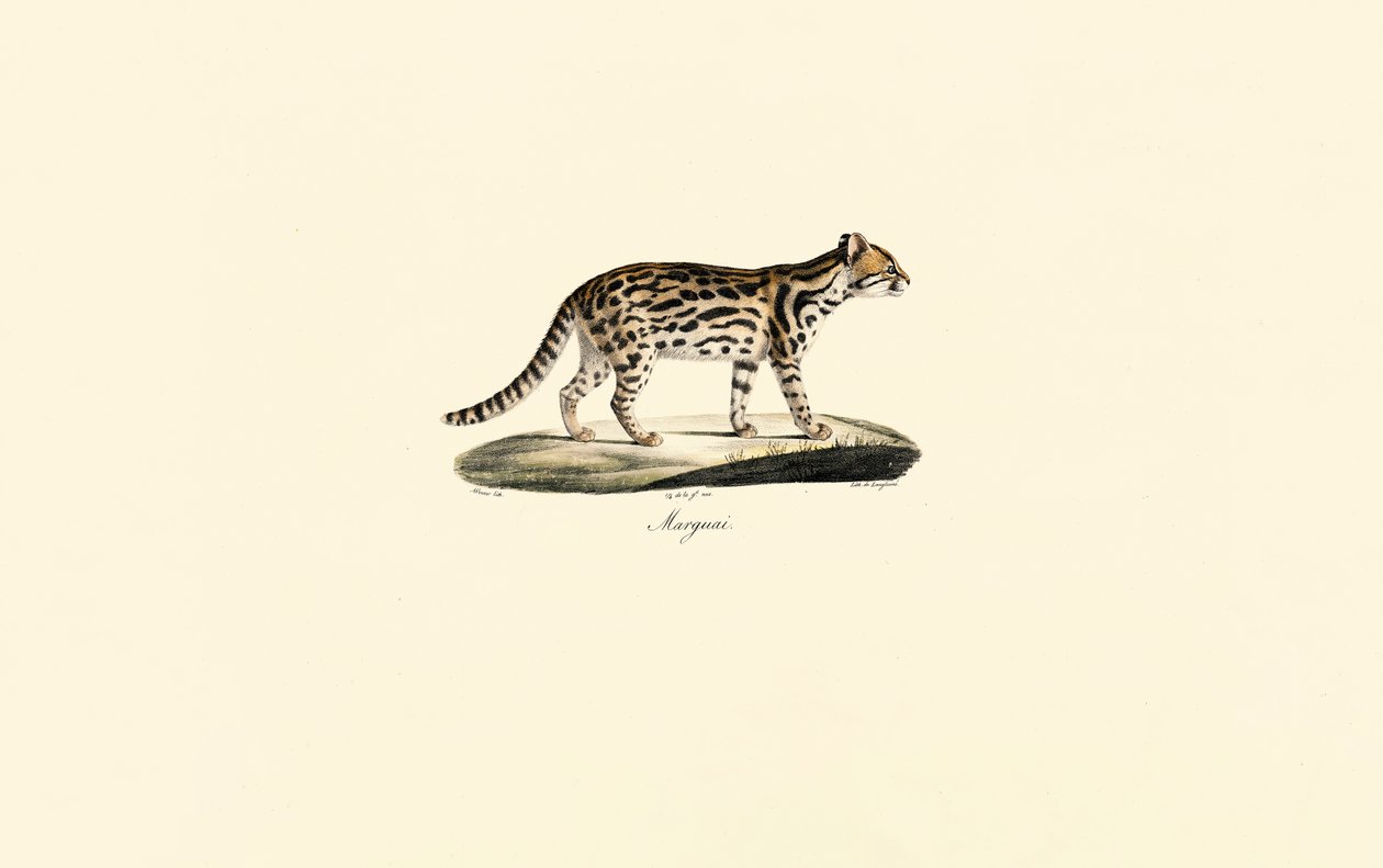 Margay tekijältä Jacques Christophe Werner