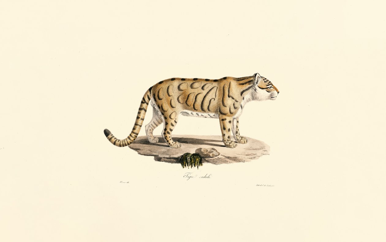 Ocelot (Leopardus pardalis) tekijältä Jacques Christophe Werner