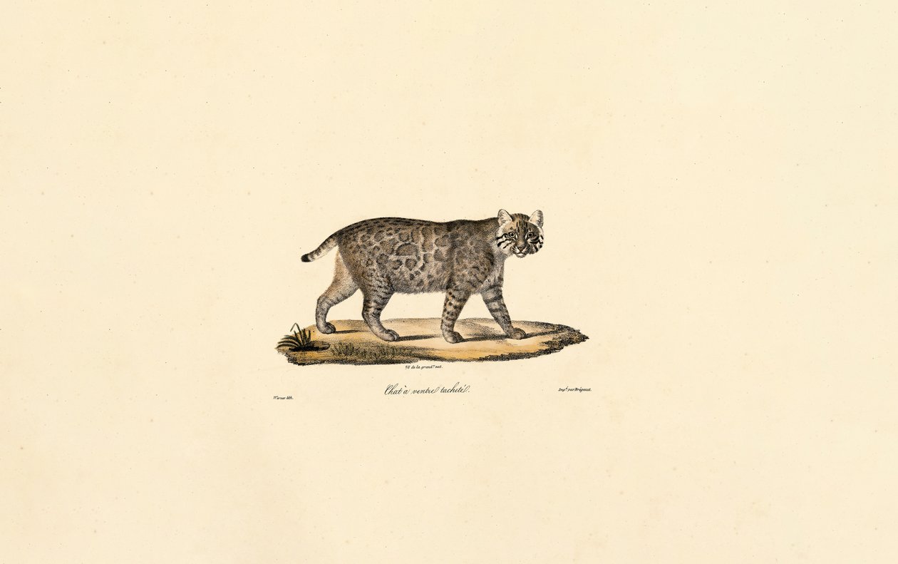 Ocelot tekijältä Jacques Christophe Werner