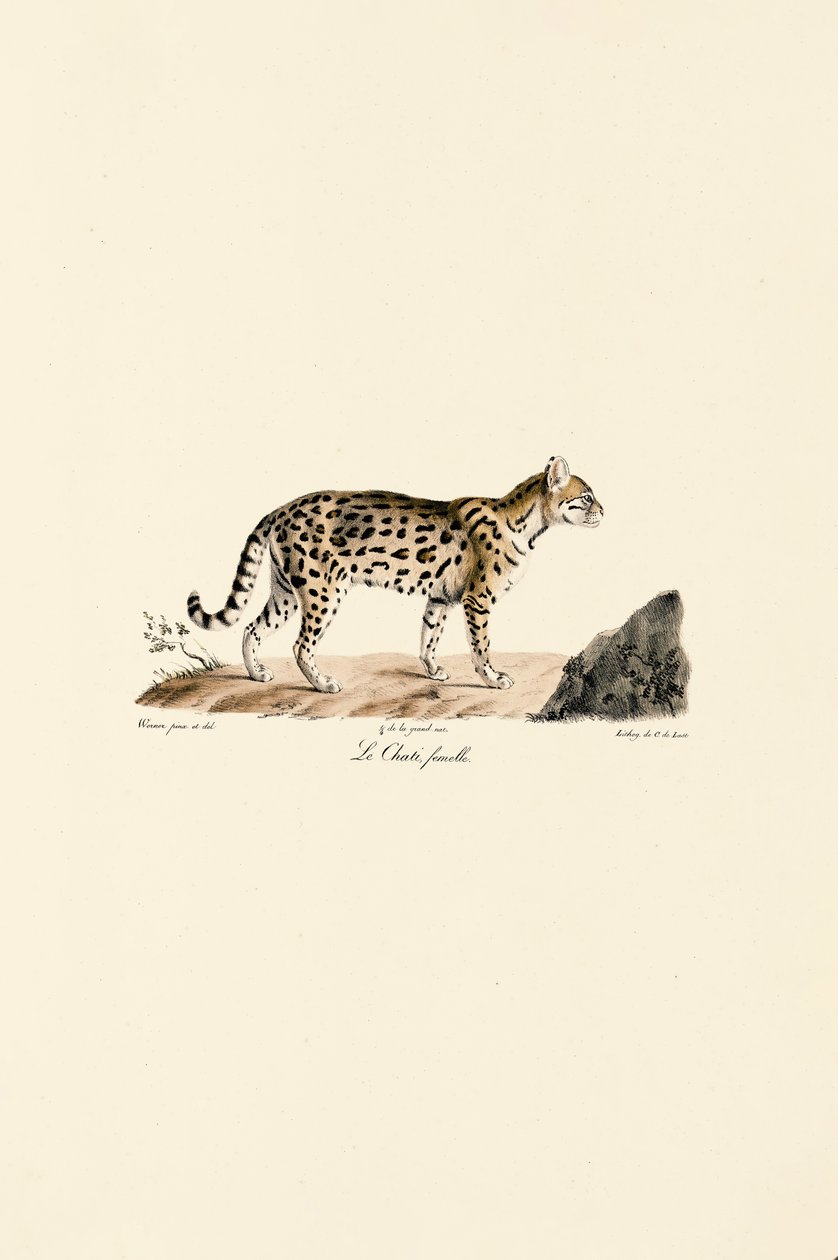 Ocelot, naaras tekijältä Jacques Christophe Werner