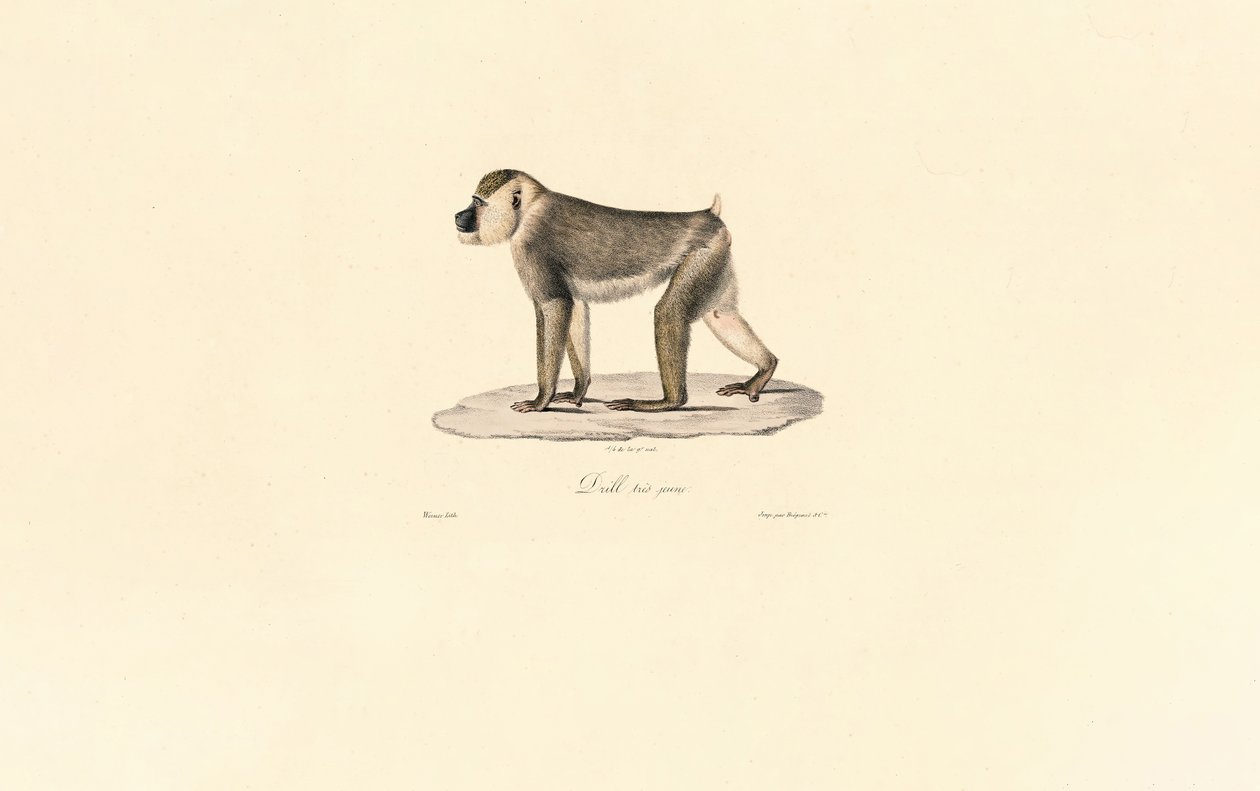  tekijältä Jacques Christophe Werner