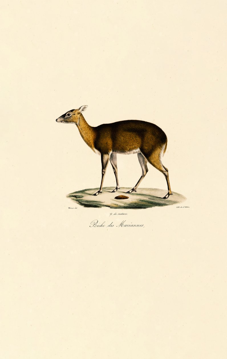 Filippiinien täplikäs peura (Visayan Spotted Deer) tekijältä Jacques Christophe Werner