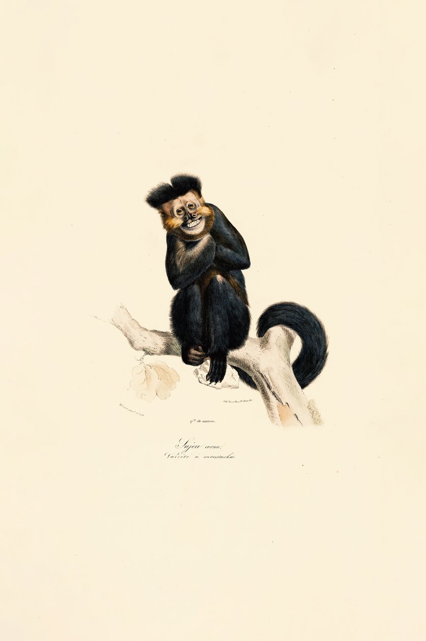Pileated Gibbon tekijältä Jacques Christophe Werner