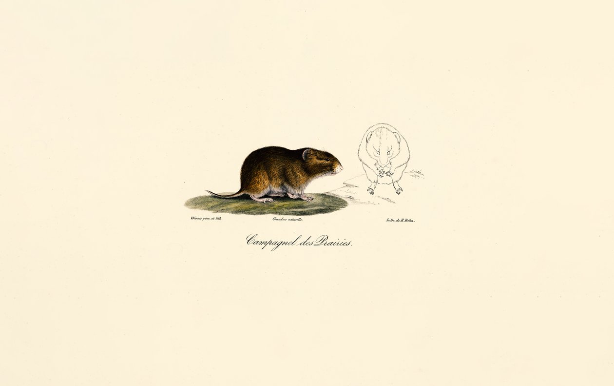 Preeriamyyrä (Meadow vole) tekijältä Jacques Christophe Werner