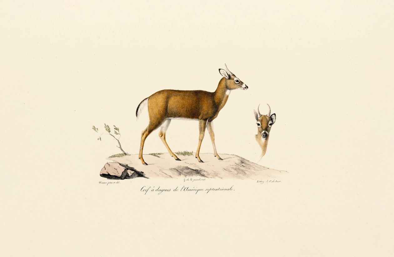 Pronghorn-antilooppi tekijältä Jacques Christophe Werner