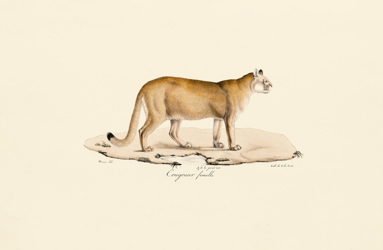 Puma, naaras tekijältä Jacques Christophe Werner