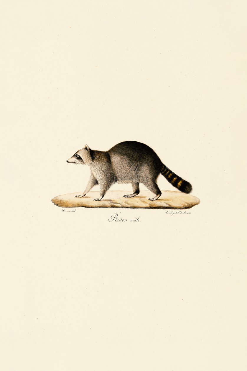 Pesukarhu (uros) tekijältä Jacques Christophe Werner