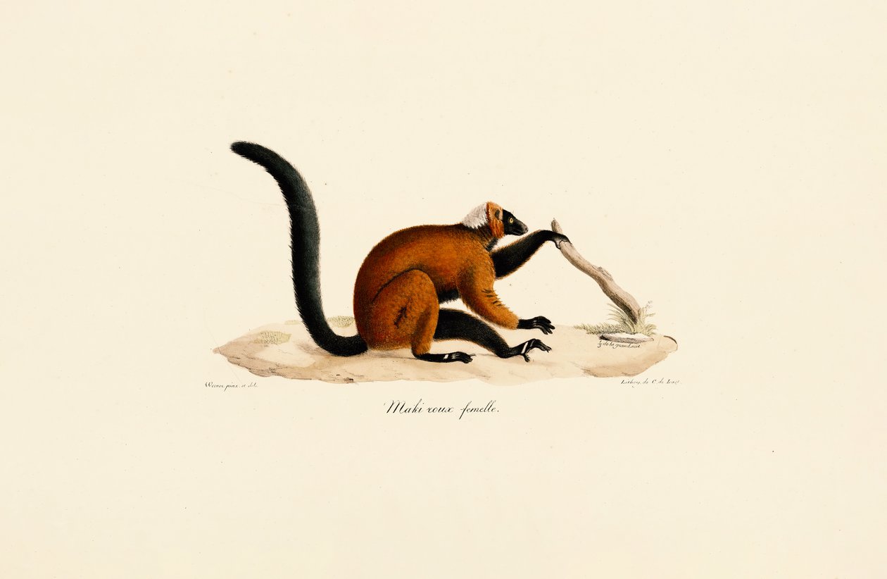 Punaposkinen lemuri tekijältä Jacques Christophe Werner