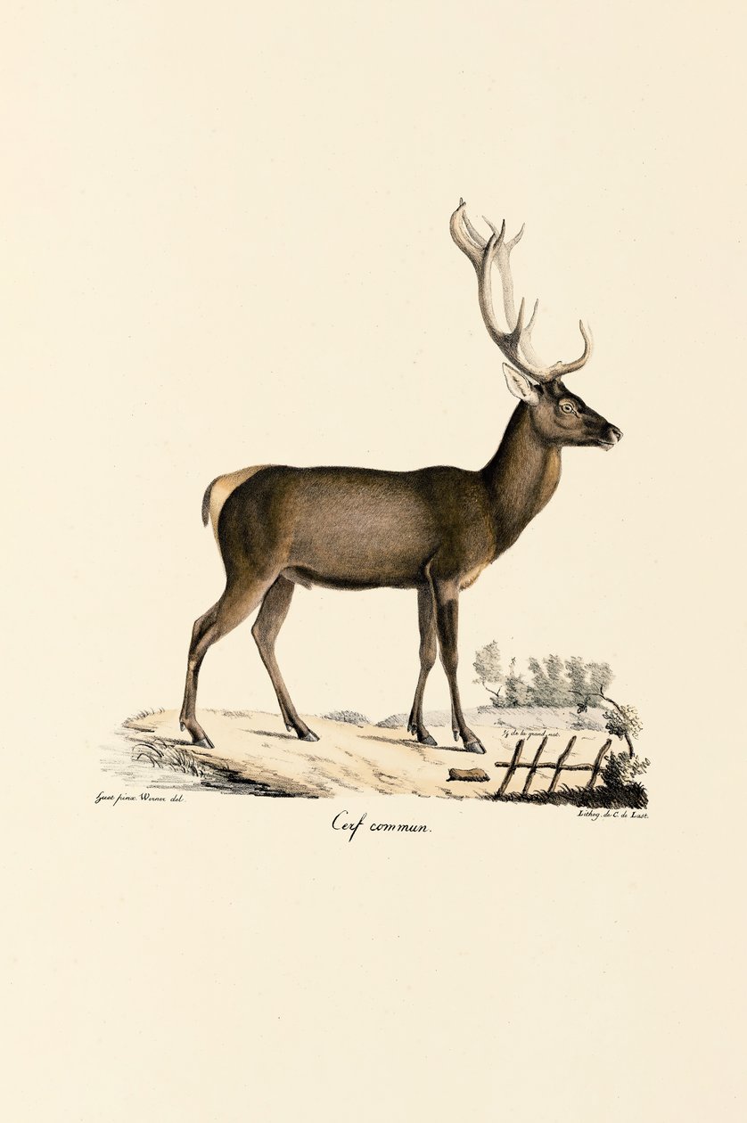 Red Deer tekijältä Jacques Christophe Werner