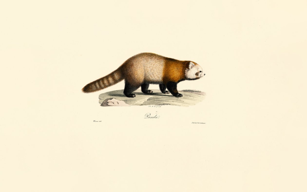Punainen panda (Ailurus fulgens) tekijältä Jacques Christophe Werner