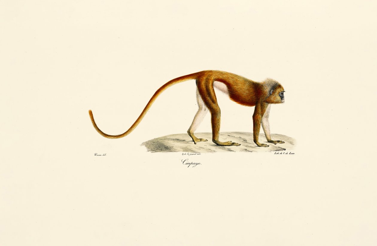 Punainen hoikka loris (Loris tardigradus) tekijältä Jacques Christophe Werner