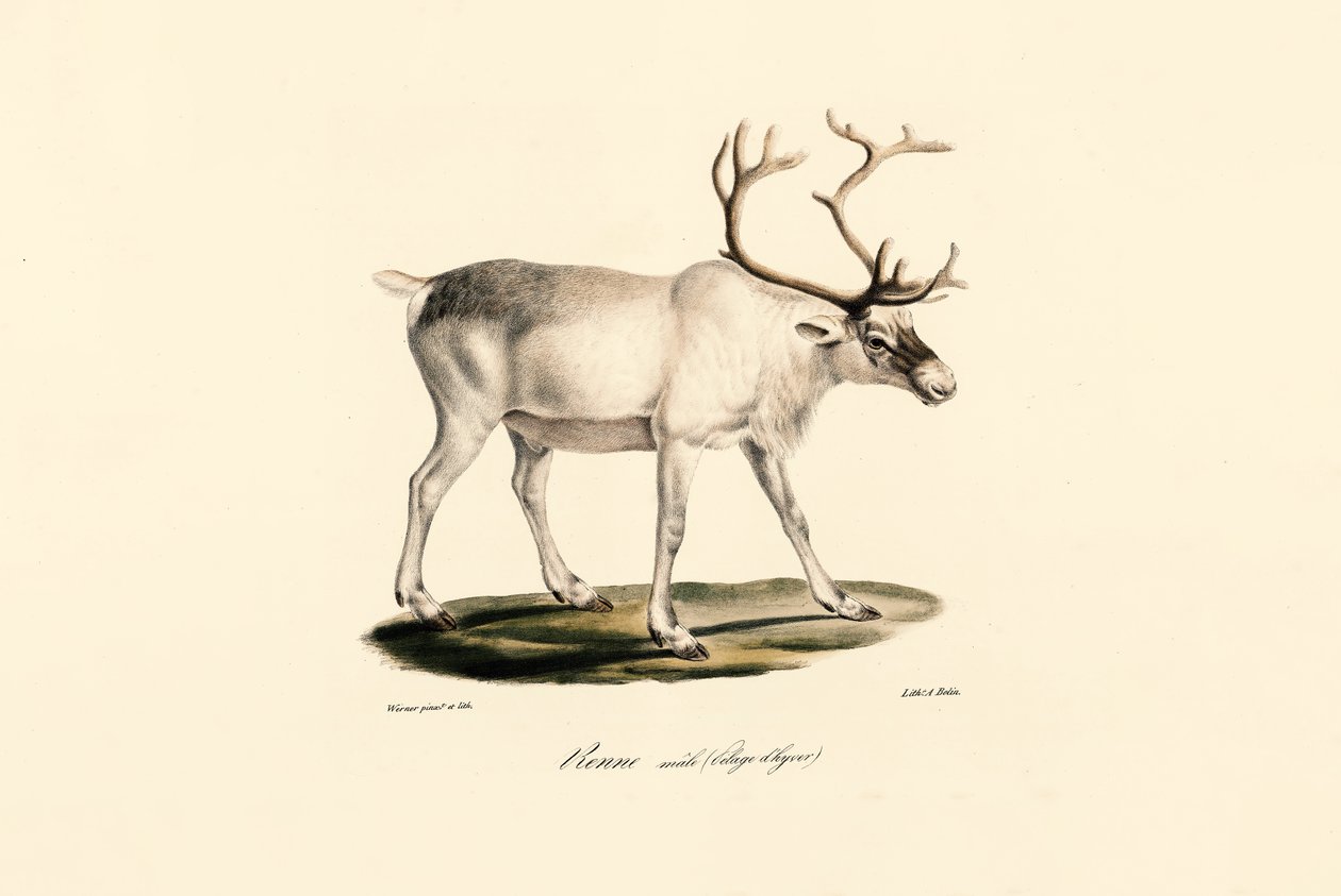Poro (uros talviturkissa) tekijältä Jacques Christophe Werner