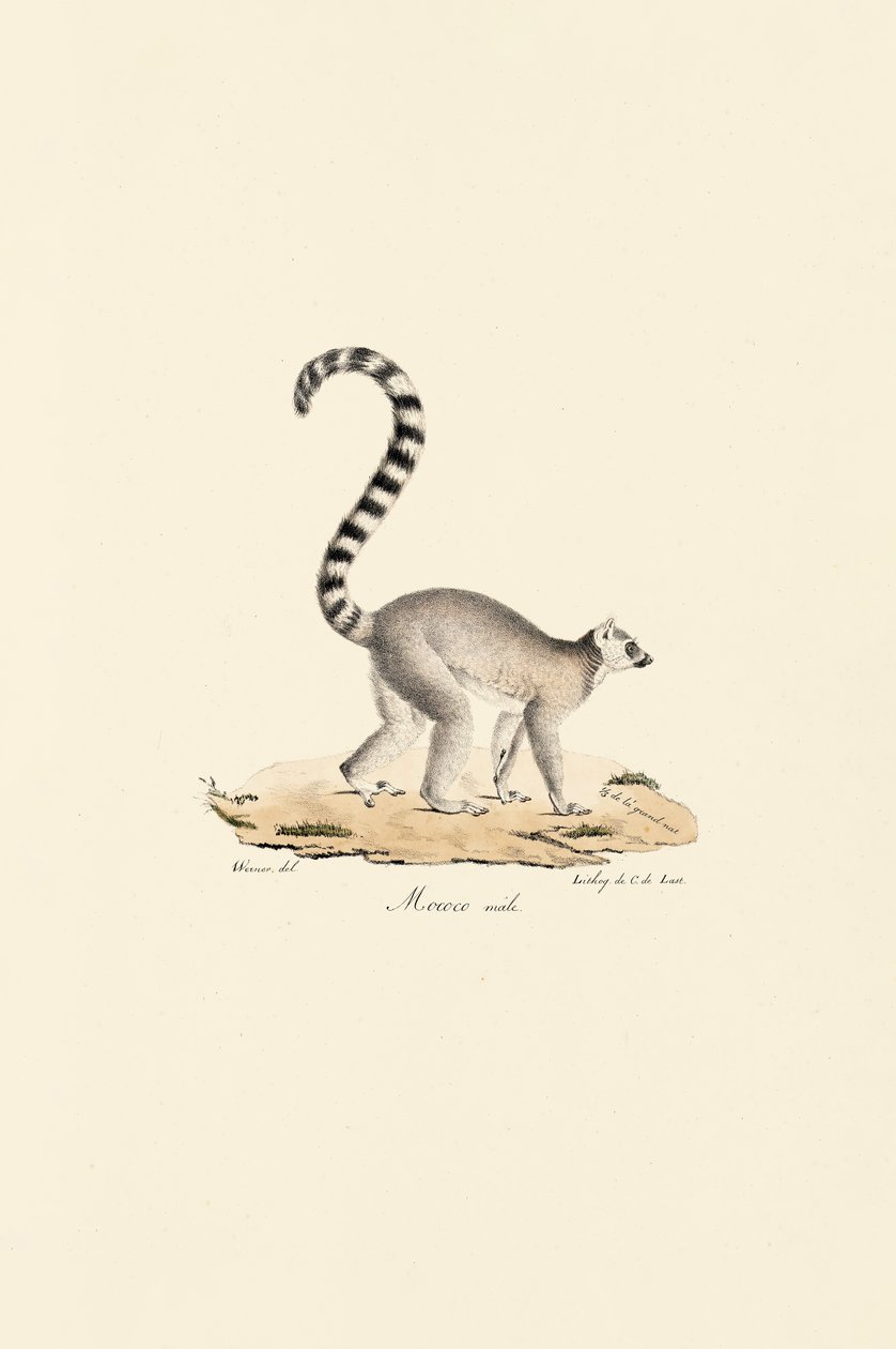 Rengashäntä Lemur uros tekijältä Jacques Christophe Werner