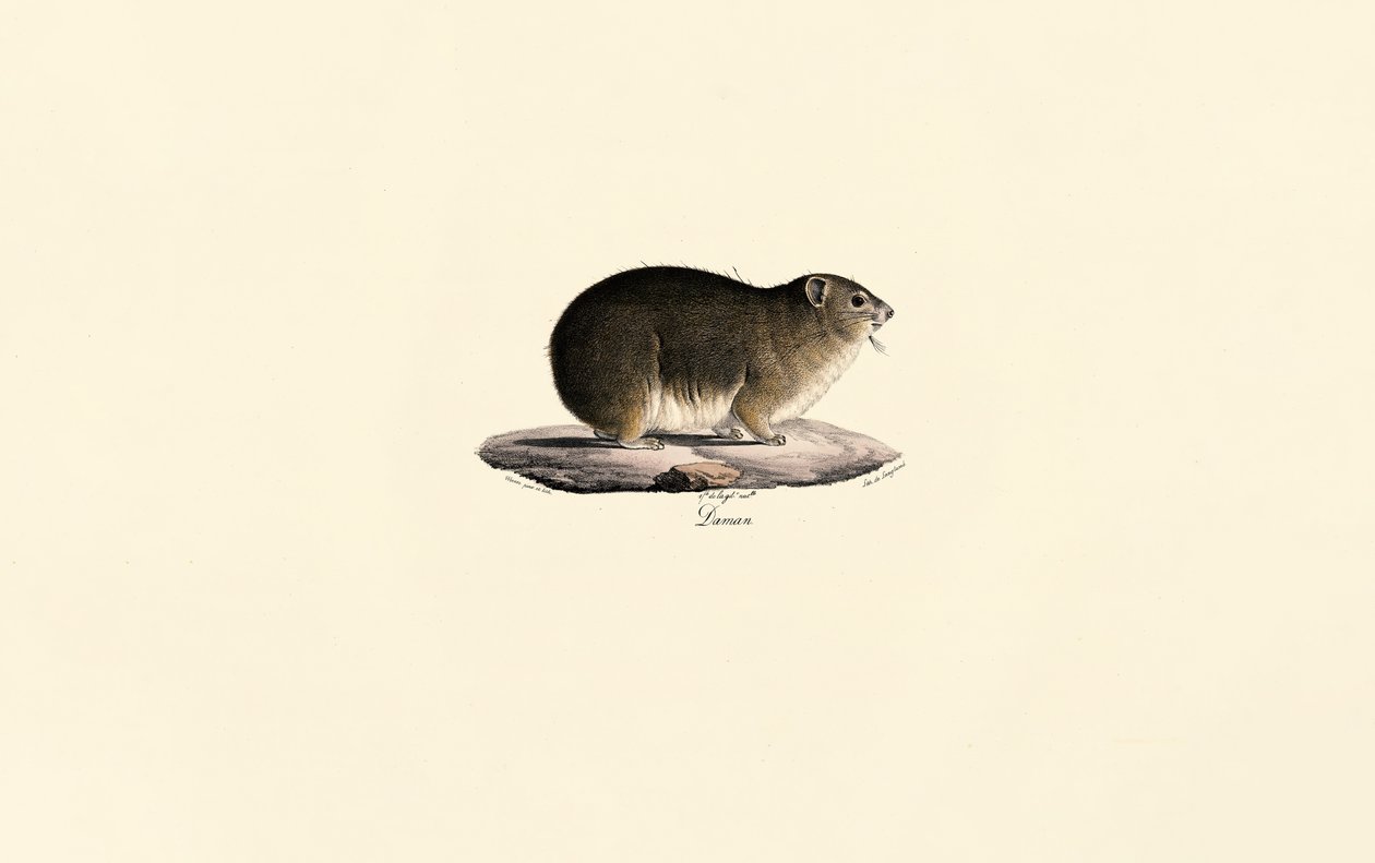 Rock Hyrax tekijältä Jacques Christophe Werner