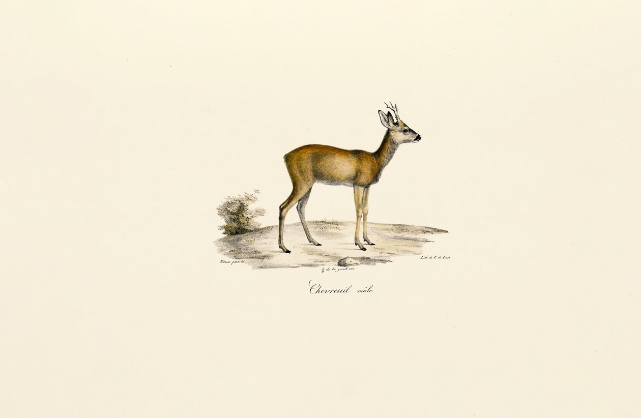 Metsäkauris Buck tekijältä Jacques Christophe Werner