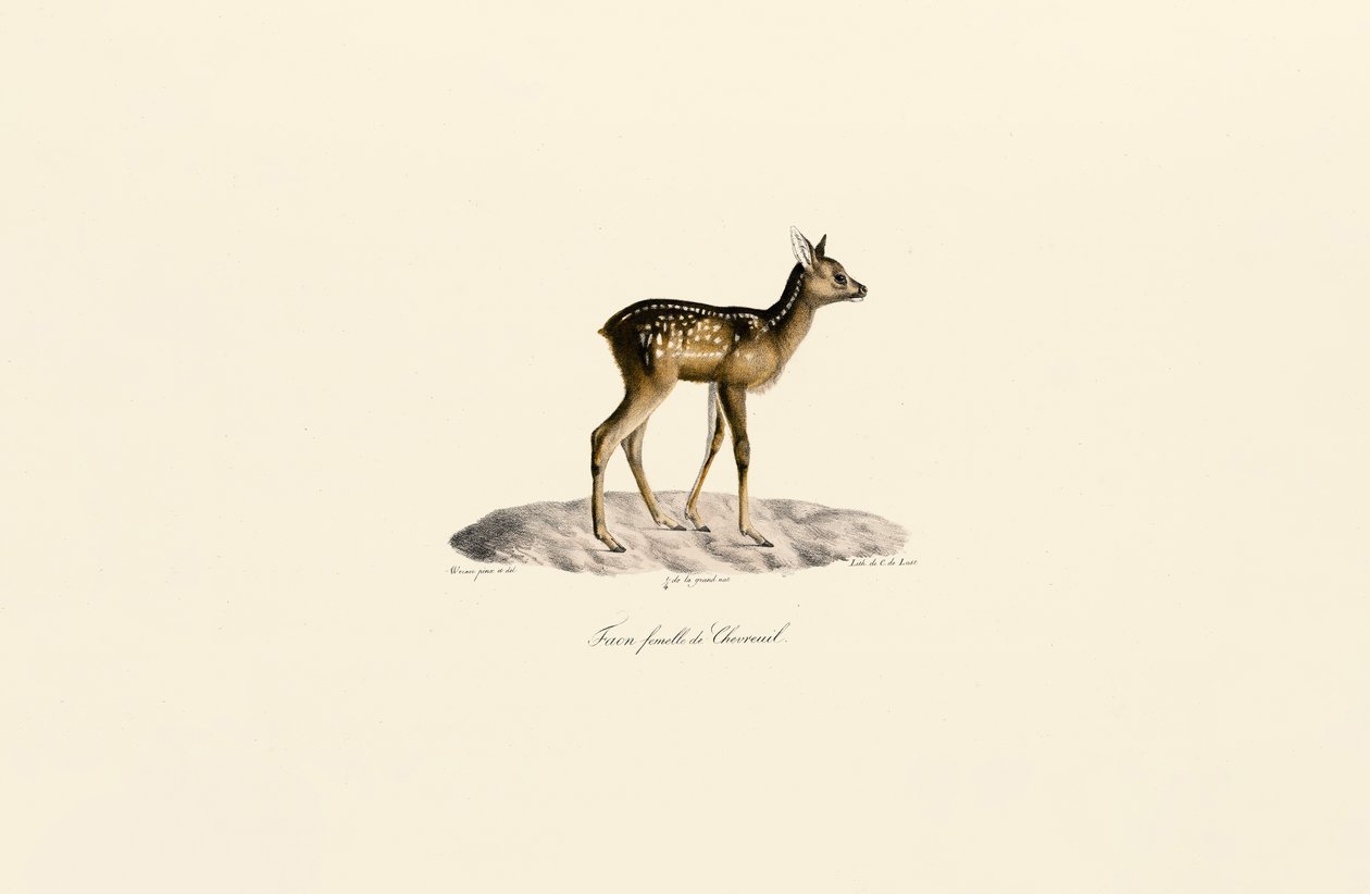 Metsäkauris Fawn tekijältä Jacques Christophe Werner