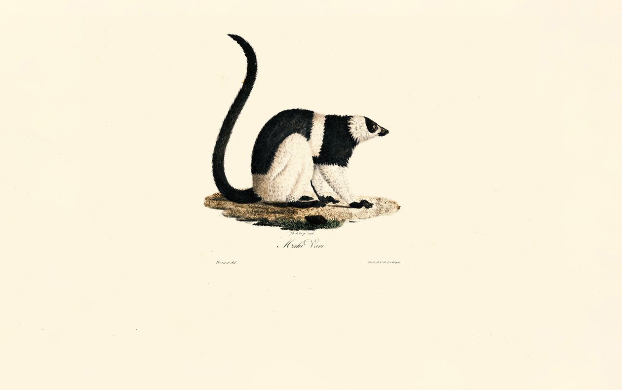 Ruffed Lemur tekijältä Jacques Christophe Werner