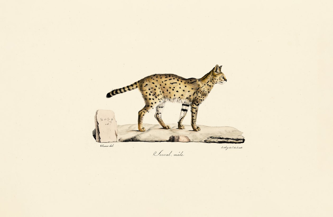 Serval, uros tekijältä Jacques Christophe Werner