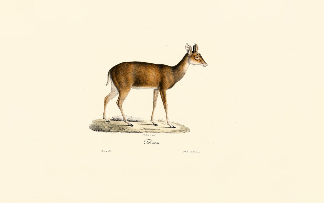 Sitatunga (Tachazan) tekijältä Jacques Christophe Werner