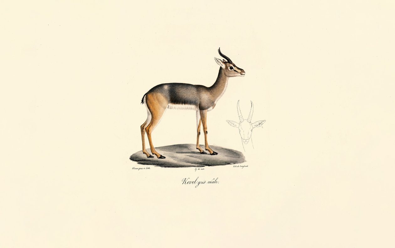 Révebi-antilooppi (Révebi-antilooppi, uros) tekijältä Jacques Christophe Werner