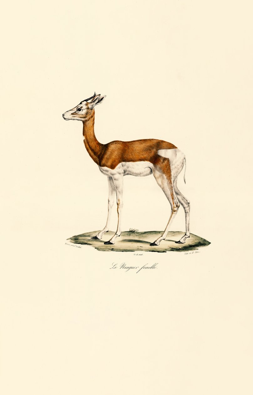 Springbok (nainen) tekijältä Jacques Christophe Werner