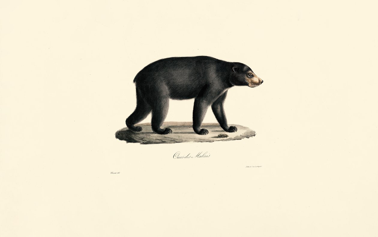 Aurinkokarhu (Malaijin karhu) tekijältä Jacques Christophe Werner