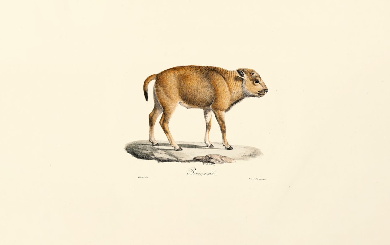Takin (Budorcas taxicolor) tekijältä Jacques Christophe Werner