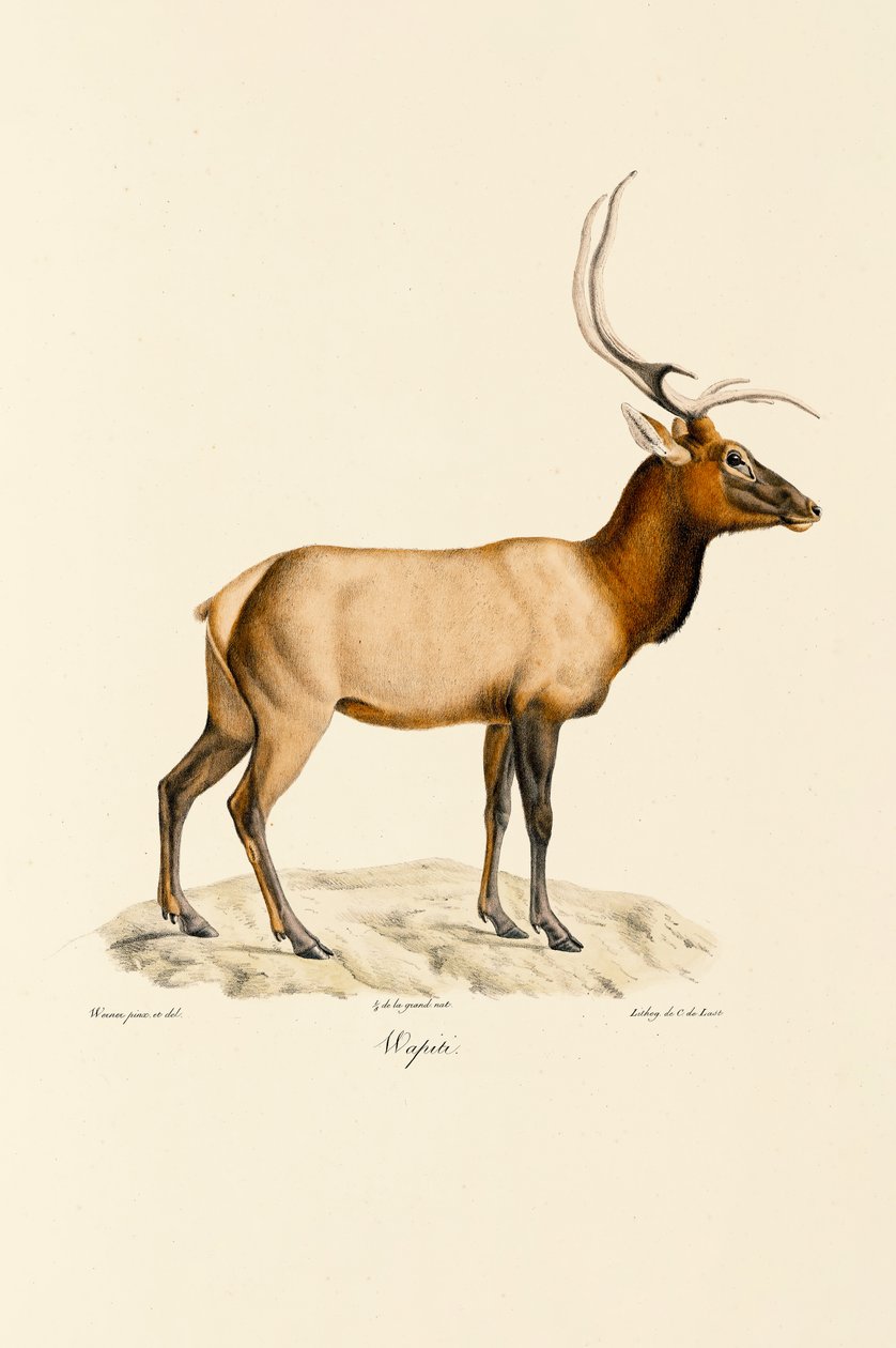 Wapiti tekijältä Jacques Christophe Werner