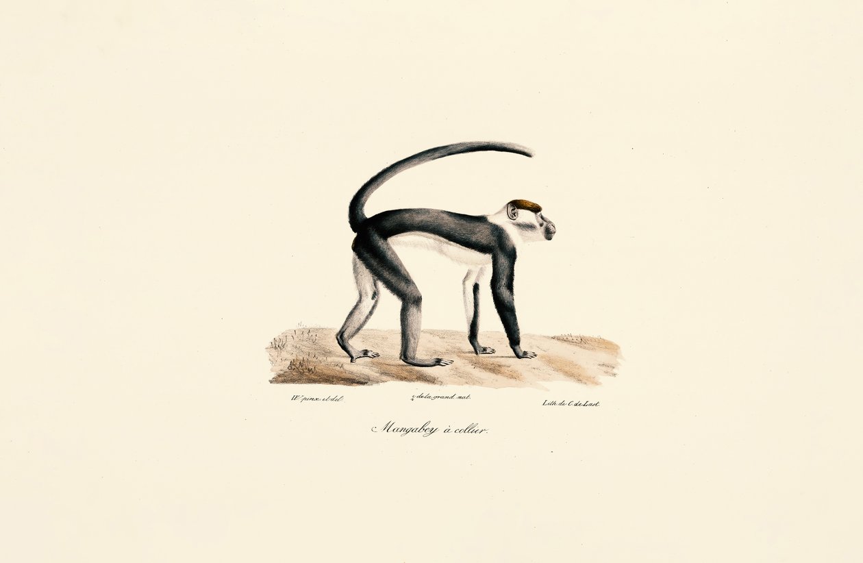  tekijältä Jacques Christophe Werner