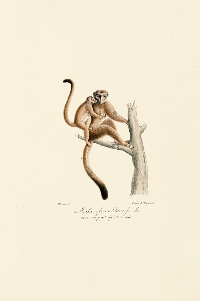 Valkokruunumangabey poikasten kanssa tekijältä Jacques Christophe Werner