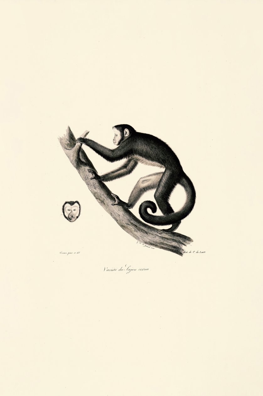  tekijältä Jacques Christophe Werner