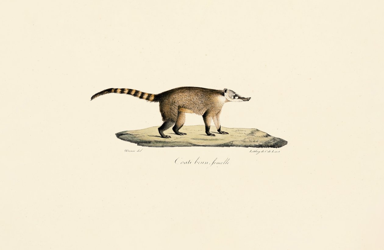 White-nosed Coati (naaras) tekijältä Jacques Christophe Werner