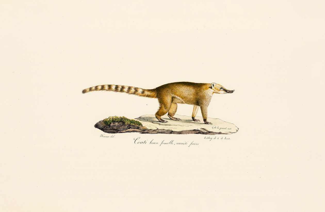 White-nosed Coati (naaras, vaaleampi muunnos) tekijältä Jacques Christophe Werner